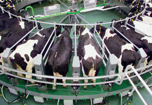 Rabobank: вопреки прогнозам, сжатие мирового производства молока происходит быстрее 