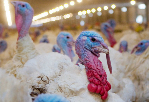 В 2018 году производство мяса птицы в России превысит 4,9 млн тонн
