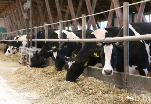 За 2017 год сельхозпредприятия увеличили производство молока, скота и птицы на 3,3 %