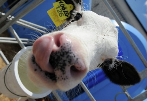Роботизированную молочную ферму представили в Красногорске