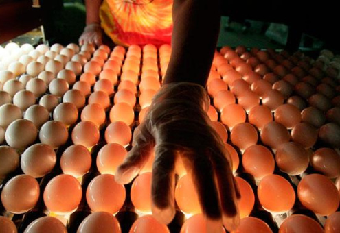 В Японии вывели ГМО-кур, которые несут яйца с лекарствами