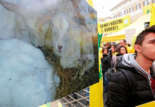 Итальянские фермеры протестуют вместе со стадом овец