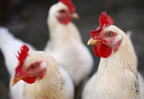 Украине предвещают ключевую роль на рынке курятины в ЕС - исследование