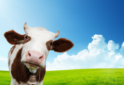 Билл Гейтс хочет создать идеальную корову