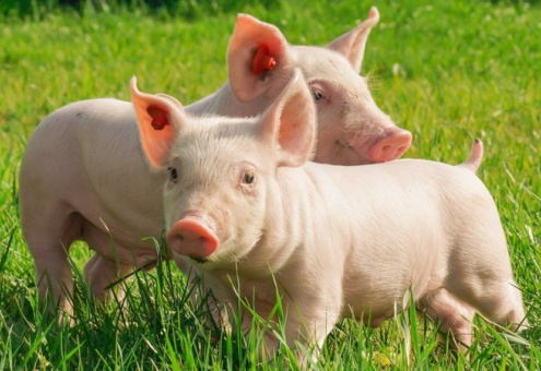 Генетики работают над выведением свиней, устойчивых к вирусу АЧС