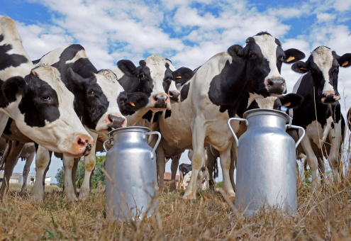 IFCN: спрос на молоко будет расти на 2,3% ежегодно 
