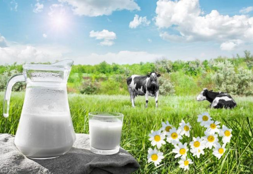 Роботизированные фермы: белорусское молоко по китайским технологиям