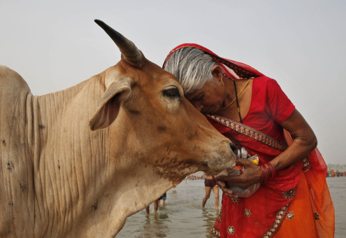 В Индии хотят ужесточить наказание за убой коров и провоз говядины