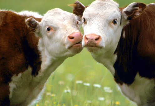 Пищевую добавку, ускоряющую рост коров, создали ученые из Красноярска