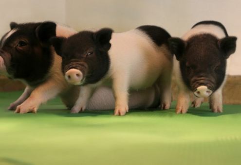 Ученые вывели диетических свиней с уменьшенным содержанием сала