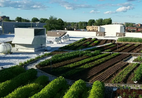 Канадский супермаркет выращивает овощи на крыше здания