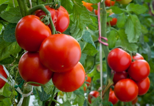 В турецких теплицах используют горячие источники для выращивания томатов