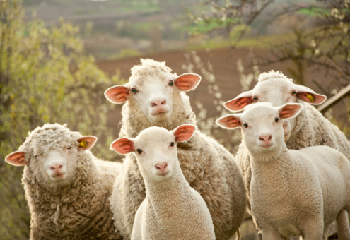 Турецкие фермеры получат от государства по 300 овец