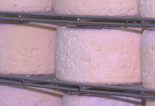 19-летняя белоруска делает уникальный сыр с голубой плесенью
