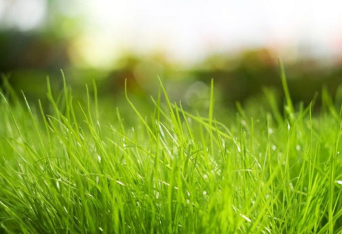Протеин из травы – лучшая основа органических комбикормов для свиней и птицы