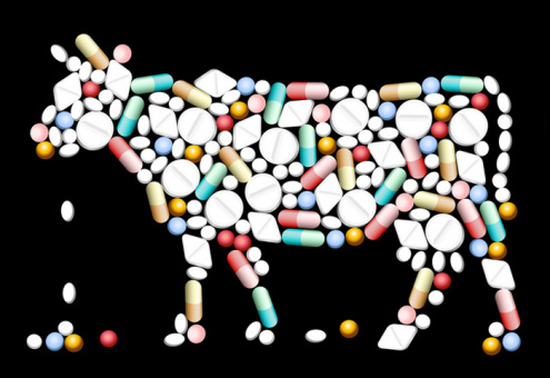 Антибиотики в животноводстве могут погубить человечество