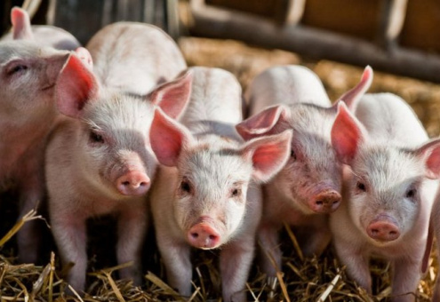 В Польше за два месяца значительно сократилось поголовье свиней