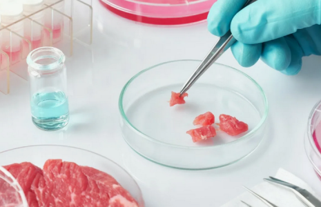 Франция вводит новый запрет на использование «мясных» названий для продуктов из растительного белка