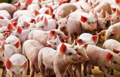 ГОЛОВЧЕНКО: правительством вырабатываются решения по строительству крупных свиноводческих комплексов