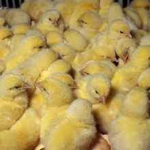 Белорусская птицефабрика "Рассвет"  ввела новый цех инкубации