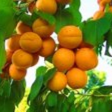 Армянские фермеры могут оставить Россию без абрикосов.