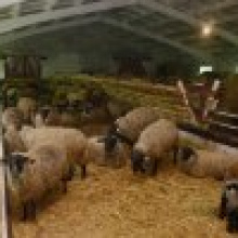 Станет ли доходным овцеводство в Беларуси?