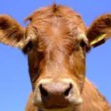 Покончено ли в Европейском союзе с "коровьим бешенством"?