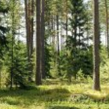 ФАО о состоянии лесов мира и сохранении биоразнообразия