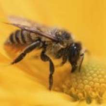 Виноваты ли пестициды в гибели пчел?