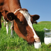 За грамотный подход коровы отблагодарят… молоком
