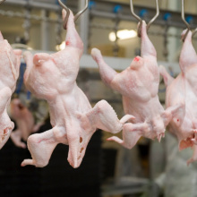 Украина наращивает экспорт курятины