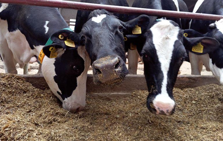 молочная ферма ОАО «Слуцкий сыродельный комбинат»