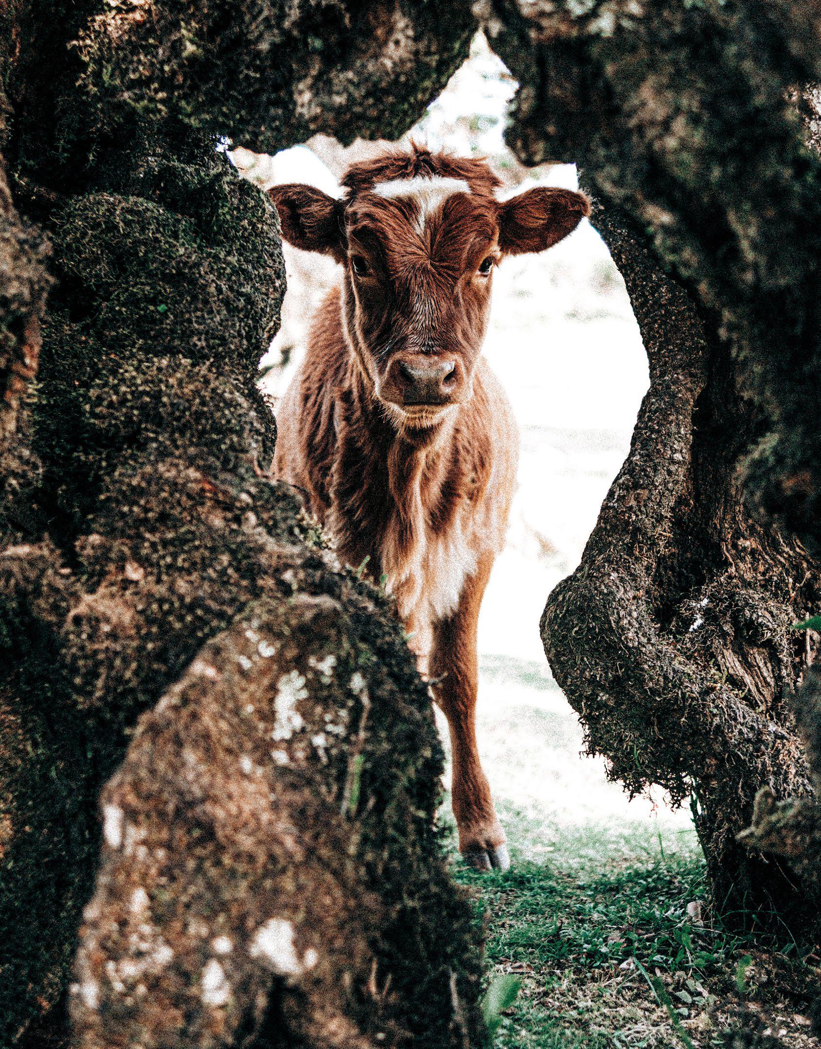 Никакие идеальные рационы в транзитный период не способны компенсировать недостатки менеджмента и комфорта.