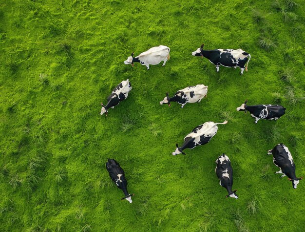 На 100 гектарах  можно держать гораздо больше,  чем 100 коров — и это не теория,  а практика.