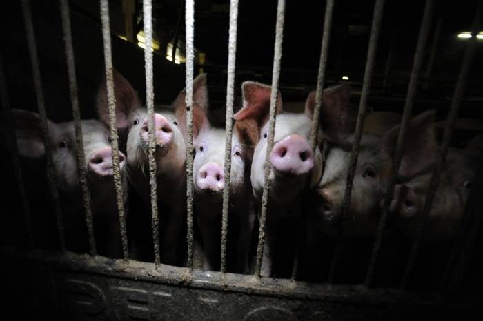 Таиланд, гуманное содержание, свиньи, без клеток