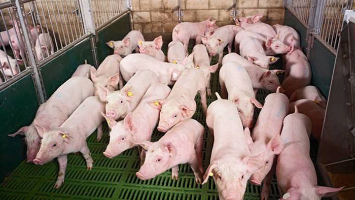 производство свинины