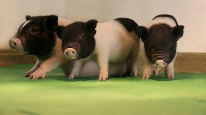 диетические свиньи, уменьшенное содержание сала, Китай
