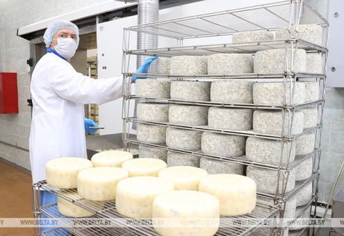 Камамбер, тамплиер, рокфорти. Минский молочный завод работает над элитными сортами сыра