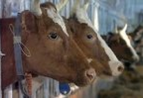 Беларусь: для показателей правительство предлагает зарезать полмиллиона голов скота