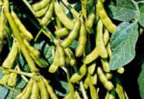 Доля сои в мировом урожае масличных культур вырастет до 57%