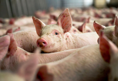 Экспорт свинины из ЕС замедлился