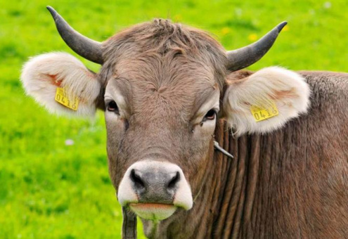 Высокие технологии помогают следить за здоровьем скота