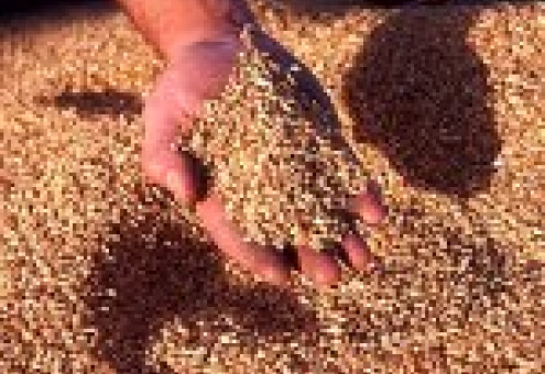 Валовой сбор зерна в 2009 году в Беларуси уменьшился на 5,6%