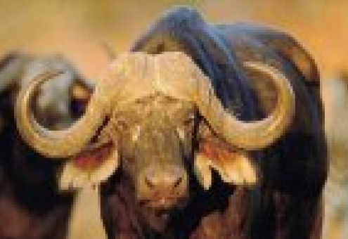 Индия начала отгрузки мяса буйвола на предприятия Москвы