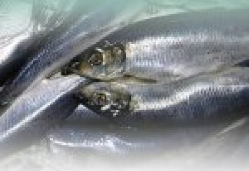Импорт рыбной продукции из Японии в РФ в 2009 г. возрос в 2 раза