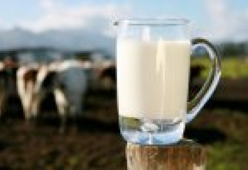 Ткачев: Отечественное молоко сможет полностью покрыть потребности жителей России в лучшем случае через десять лет