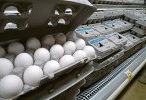 Россельхознадзор задумался о запрете американских яиц