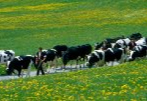 Румынская молочная промышленность под угрозой из-за новых норм ЕС