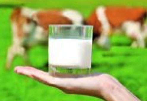 Покупателей молока попросили помочь разоряющимся фермерам в Британии
