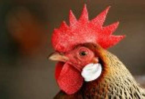 Россия задумалась о поставках мяса птицы в ОАЭ